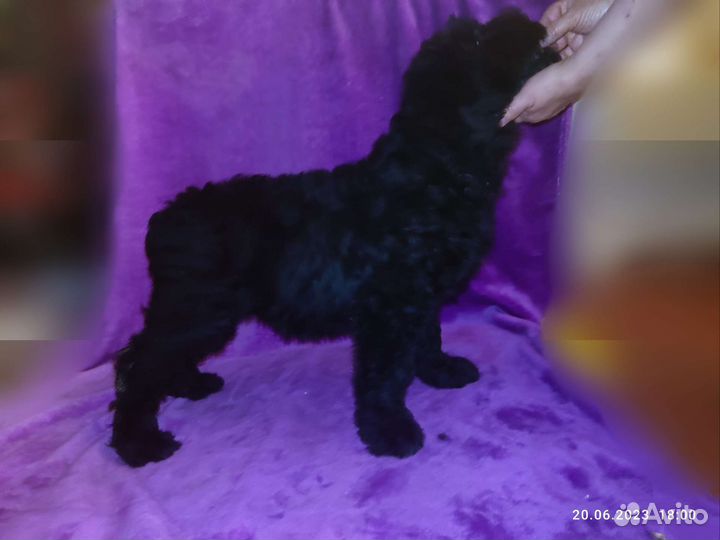 Щенки Русского Чёрного терьера