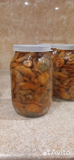 Сунской рыжик.Из лесов Кировской области