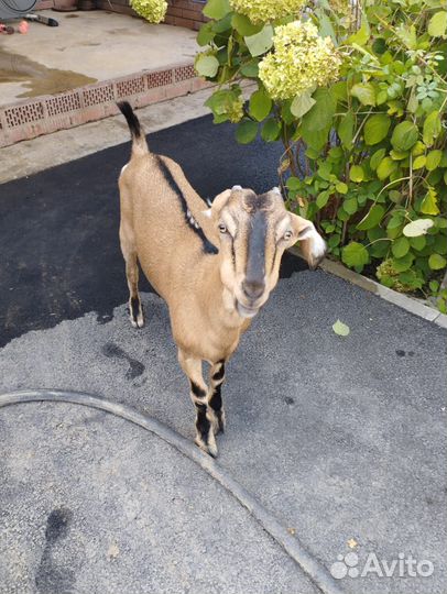 Козы альпийские, цена за 2-х