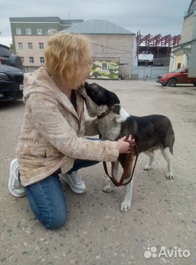 Отличная собачка для семьи