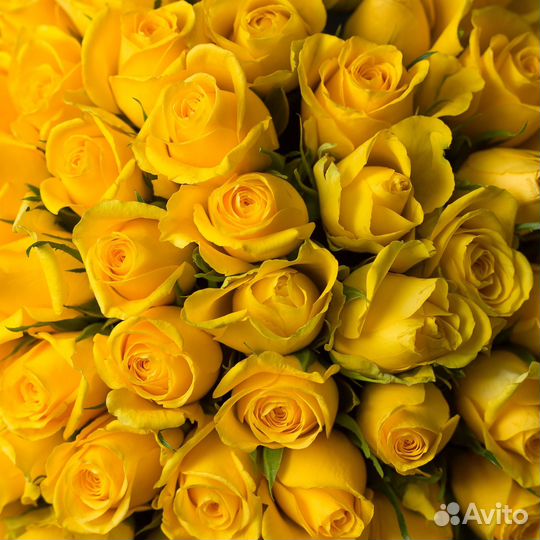 Букет 51 Желтая Роза (40 см.)