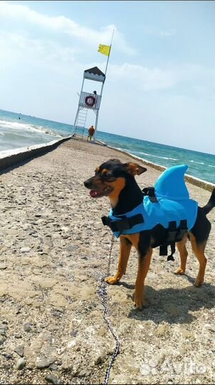 Вязка той-терьер, вязка собак