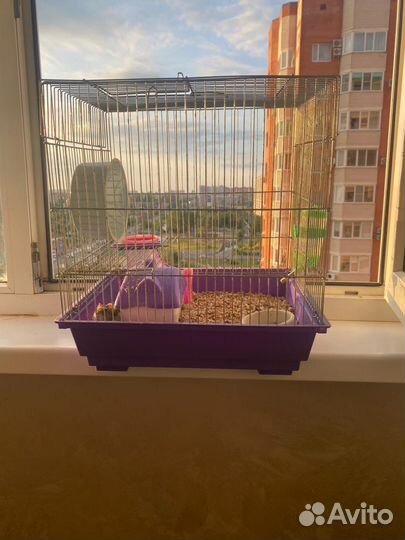 Хомяки вместе с клеткой