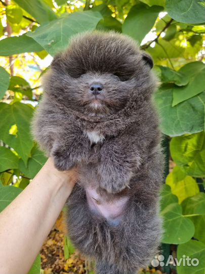 Щенки шпиц померанец