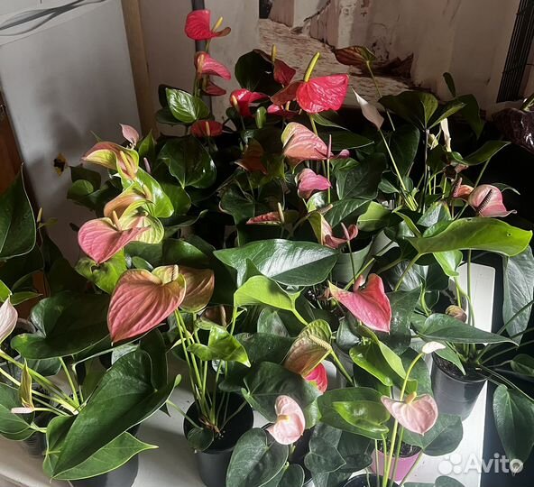 Антуриумы сортовые
