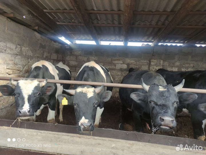 Продаются бычки,с откорма,вес450-500кг