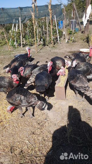 Индюки живым весом