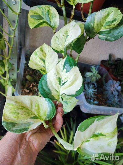 Эпипремнум Marble Apple (Happy leaf, Manjula)