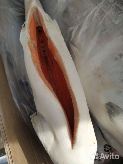 Лосось атлантический свежее поступление беспл