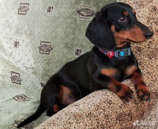 Такса вязка