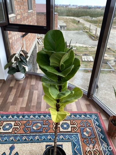 Фикус лирато