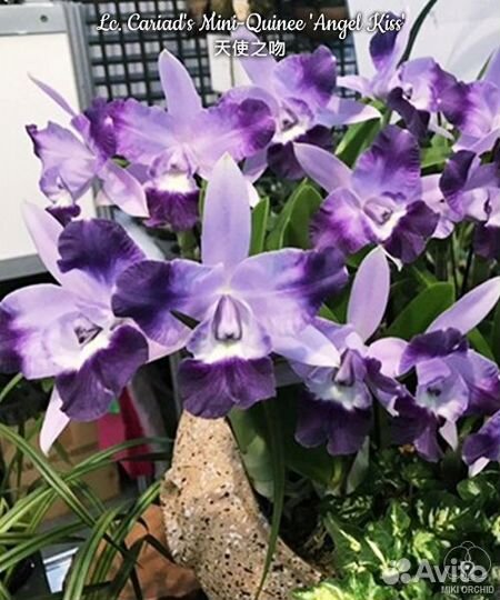 Орхидея Lc. Cariad's Mini-Quinee 'Angel Kiss'