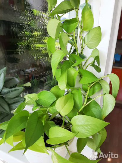 Сингониум, эпипремнум, сциндапсус черенки