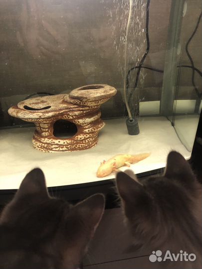 Чистка аквариума, уборка квартиры