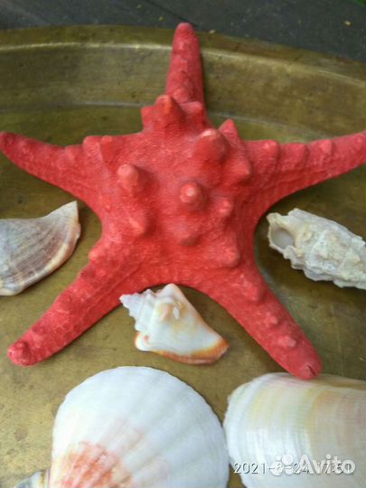 Ракушки морские