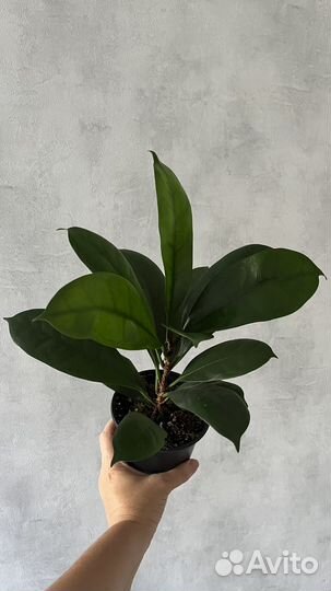 Фикус бокальчатоприлистниковый