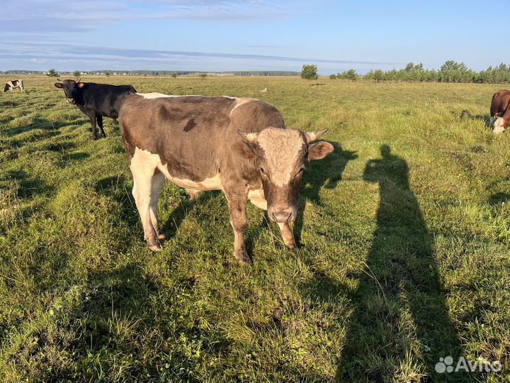 Быки и телки