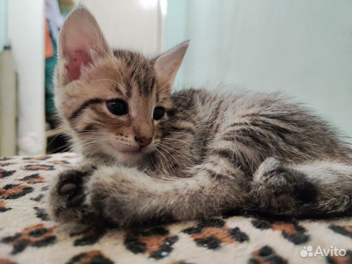 Котята 1,5 месяца