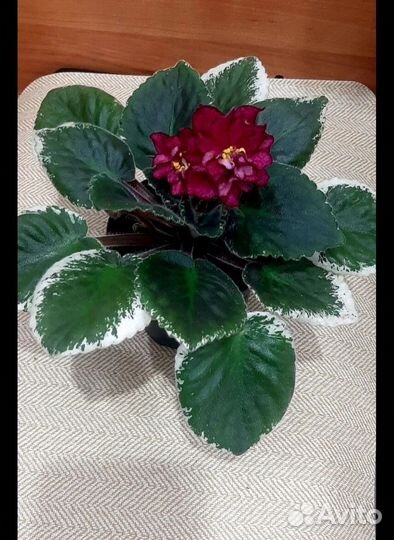 Фиалка DN Спокуса