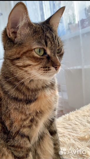 Кошка