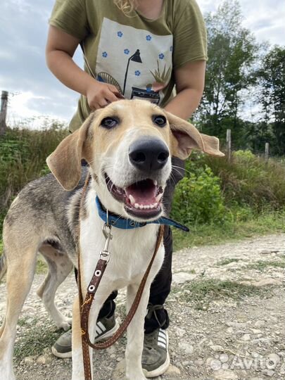 Щенок подросток в дар бесплатно