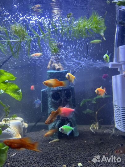 Тернеции, меченосцы