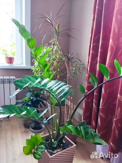 Замиокулькас