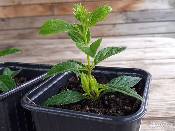 Гортензия метельчатая Конфетти