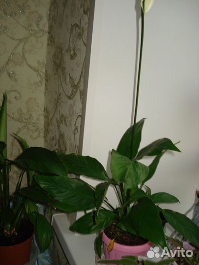 Спатифиллум