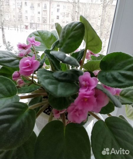 Фиалка цветущая розовая