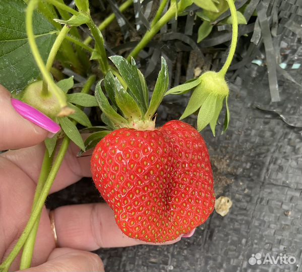 Кассетная рассада клубники Азия