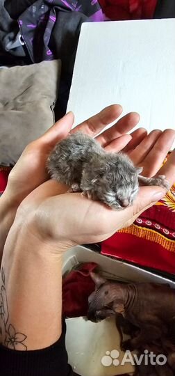 Котята доночки смесь