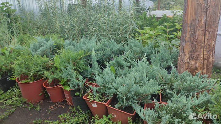 Саженцы можжевельника