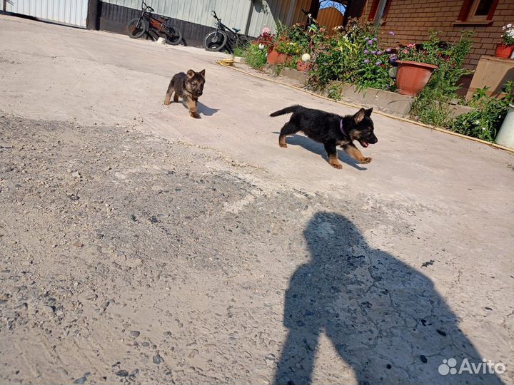 Щенки немецкой овчарки