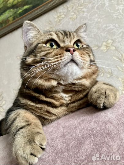 Кот для вязки, шотландский, прямоухий