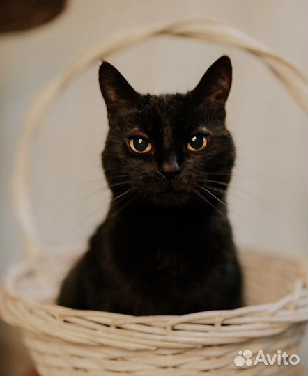 Кошка, девочка