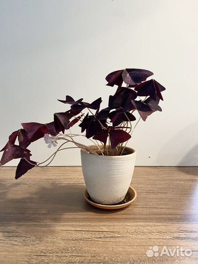 Кислица оксалис