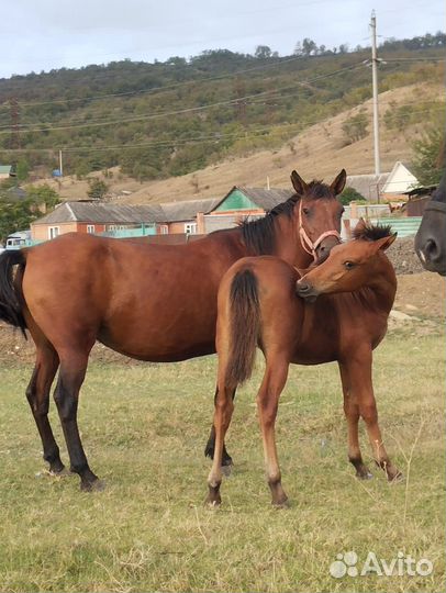 Продажа лошадей