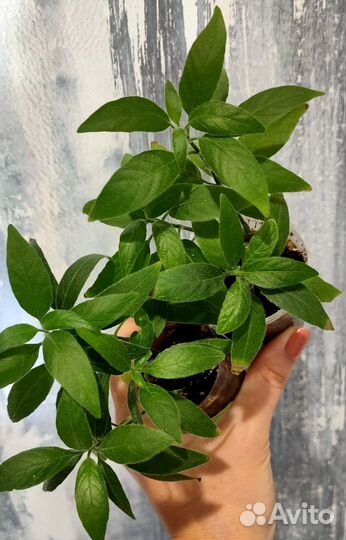 Бегония, Калатея, Давалия, Кордилина, Хатиора