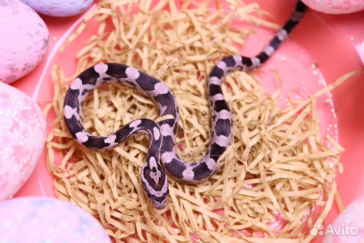 Маисовый полоз