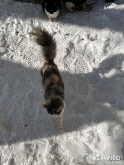 Кошечка в добрые руки