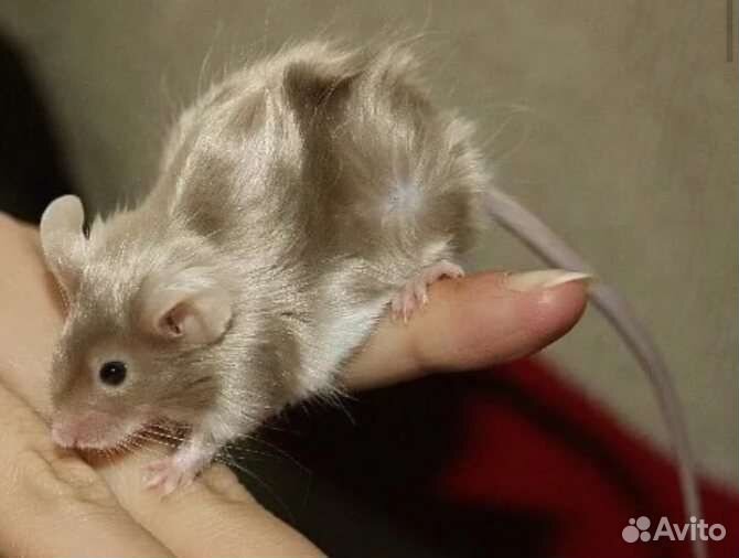 Декоративные мыши