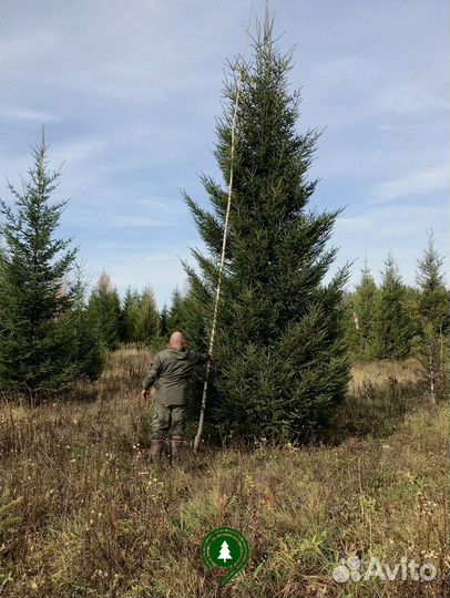Ель обыкновенная
