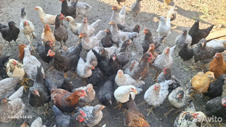 Цыплята(куры) 4 месяца курочки и петушки