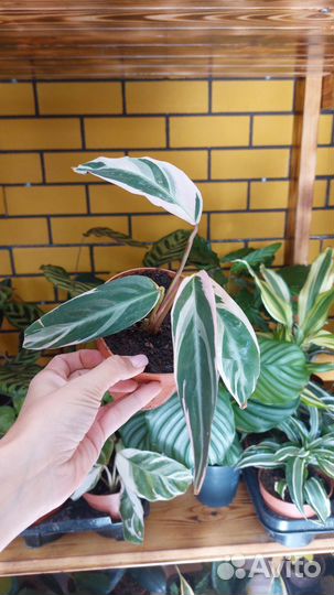 Калатеи, макаяна, орбифолия, мозайка