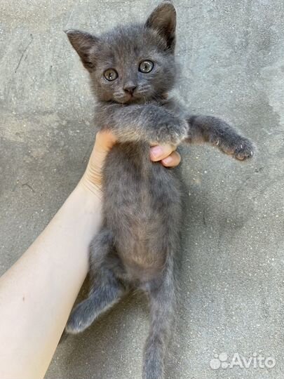 Отдам бесплатно котят