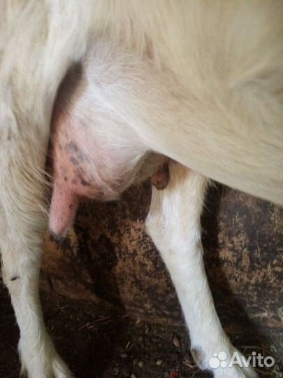 Коза дойная