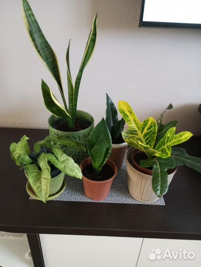 Комнатные растения