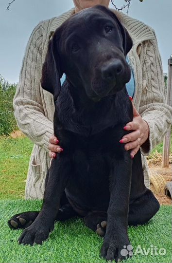 Щенки лабрадора. Все окрасы. Питомник