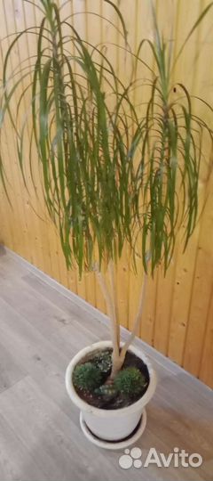 Драцена маргината пальма